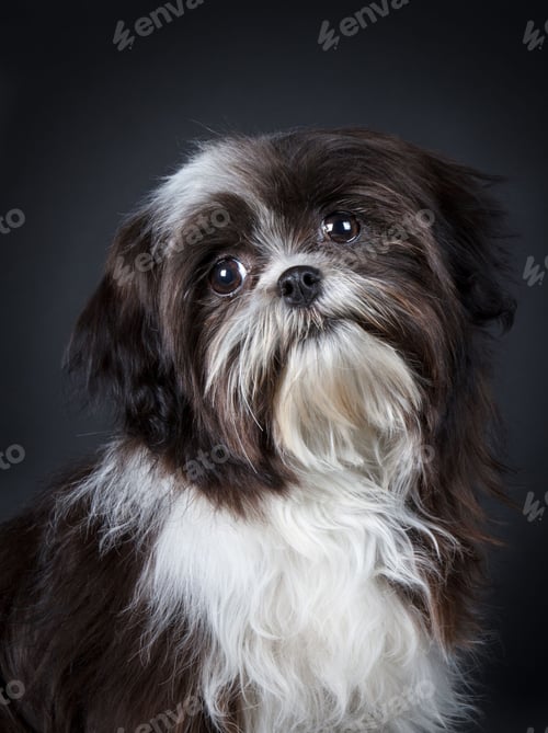 Preview: dog, pet, dogs, pets, hairy