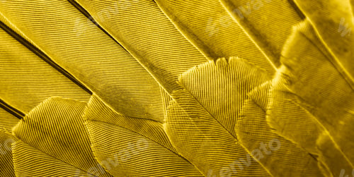 Preview: gold feather pigeon macro photo. texture or background