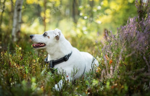 Preview: A playful dog enjoying a sunny day among colorful wildflowers in a serene forest setting