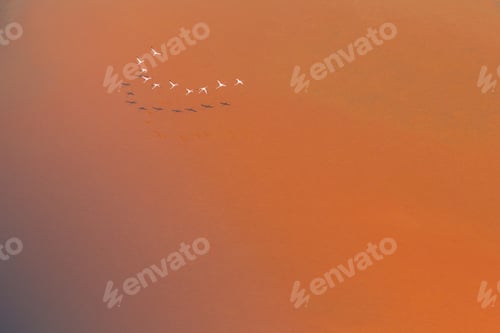 Preview: Flock of birds over marsh