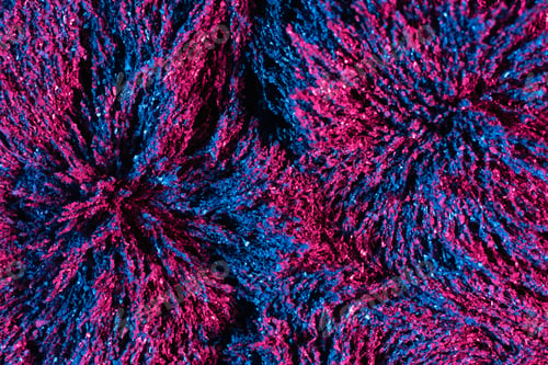 Preview: Ferrofluid illuminated with neon light