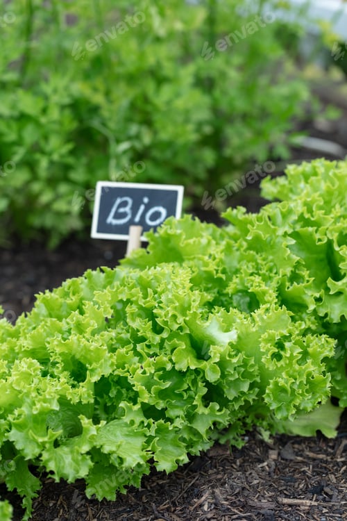 Preview: Organic salad growing in the vegetable garden at home.