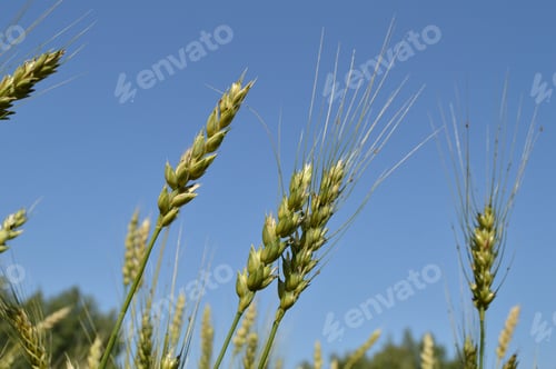Preview: Field of green wheat and rye ears against a blue sky