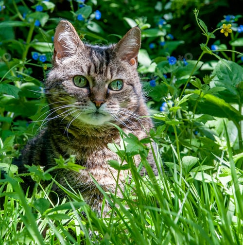 Preview: Cat