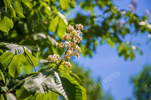 Preview: Blooming chestnut tree against the sky. Selective focus.