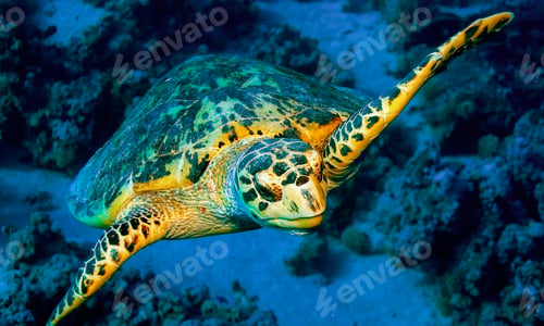 Preview: Green Turtle, Red Sea