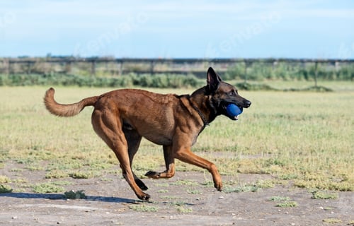 Preview: training of belgian shepherd