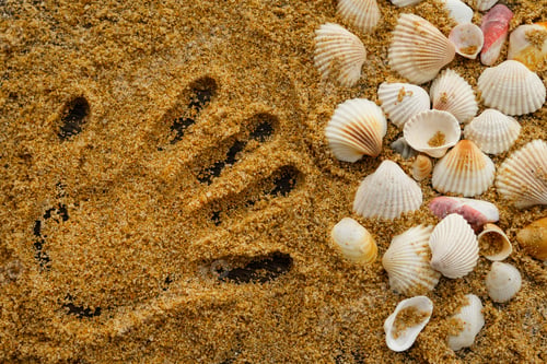 Preview: Seashells and trace of human hand on the sand
