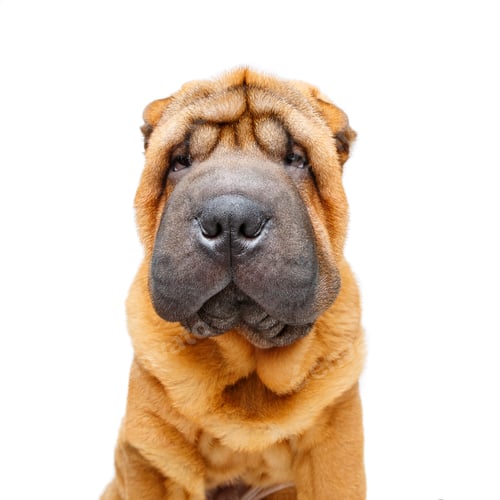 Preview: beautiful shar pei puppy