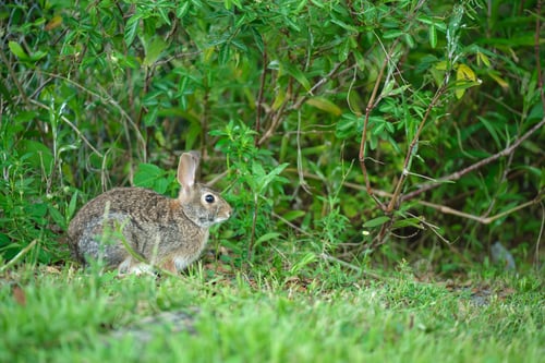 Preview: Grey small hare eating grass on summer field. Wild rabbit in nature