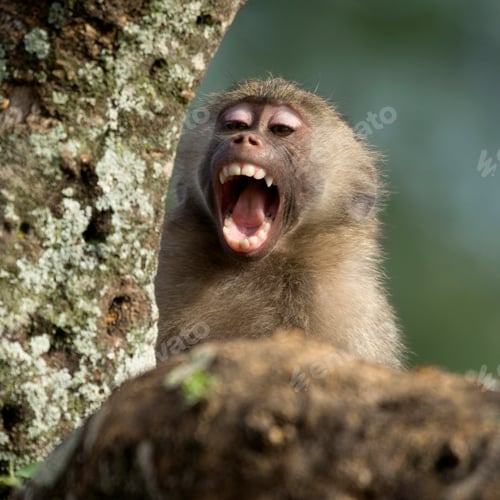Preview: Close-up of macaque yawning, Tanzania, Africa