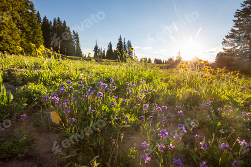 Preview: Summer meadow