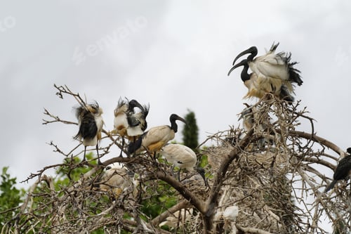 Preview: African Sacred Ibis