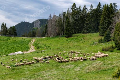 Preview: Herd of sheep on meadow on hillside against backdrop of Rhodope mountains with spruce forests