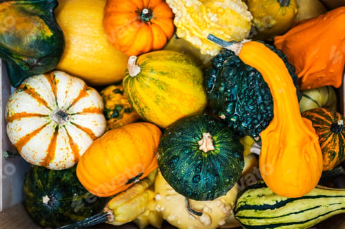 Preview: colorful ornamental pumpkins, gourds and squashes in the market