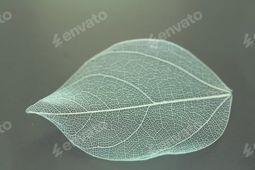 Preview: Beautiful skeleton leaf on light grey background, macro view