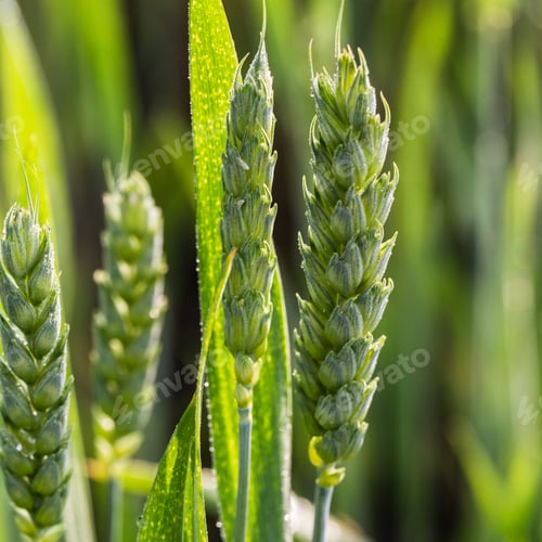 Preview: Wheat field