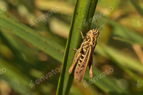Preview: Closeup of a Cricket among the grasses on a sunny day