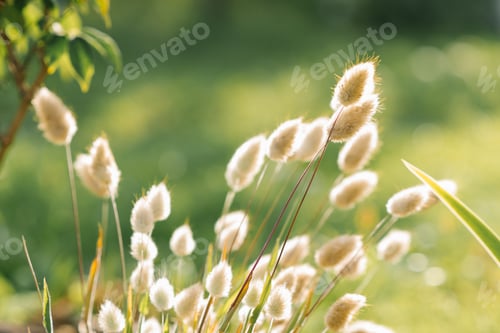 Preview: Hare-tail grass grows in the garden in summer