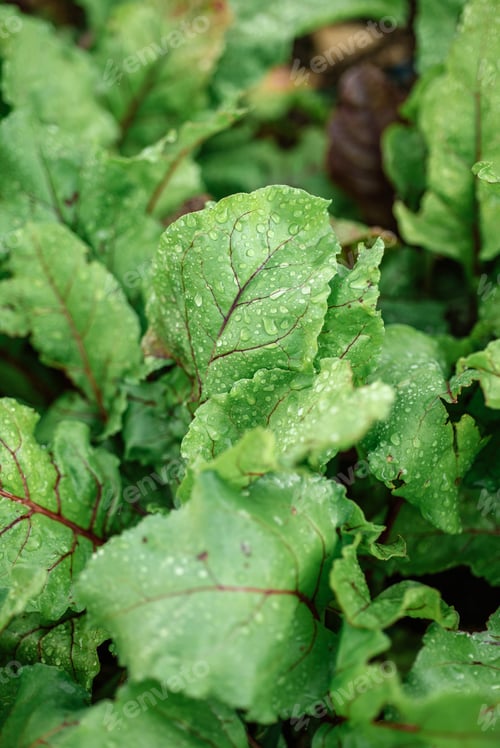 Preview: Beetroot leaves