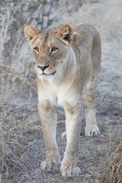 Preview: Lion, panthera leo, walking through grassland.