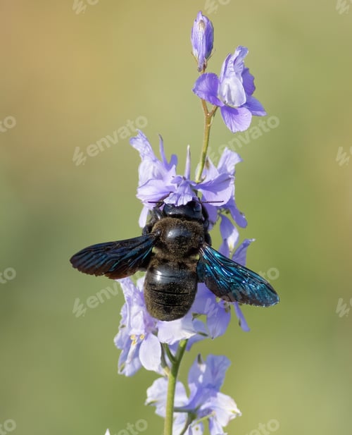 Preview: Xylocopa valga, Carpenter bee. An insect gathers nectar