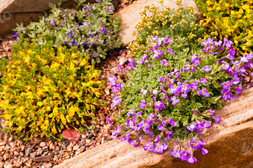 Preview: Spring flowers