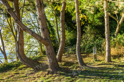 Preview: A Group Of Curving Trees Grow At A Lookout Spot In Des Moines, Washington.