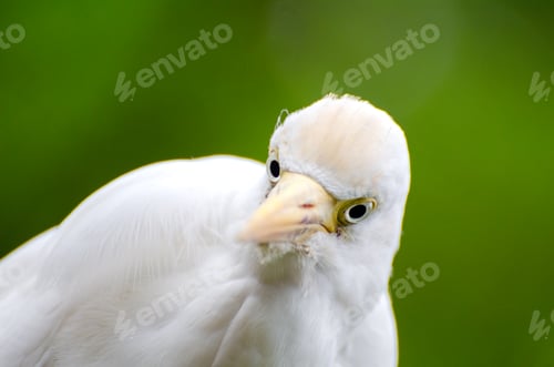Preview: Portrait of a cattle egret. Close-up view of a cattle egret