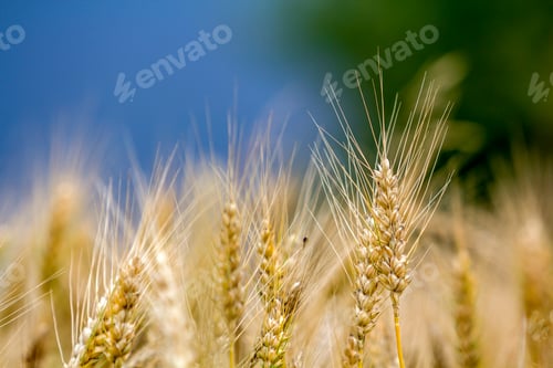 Preview: Close-up of warm colored golden yellow ripe wheat heads on sunny summer day