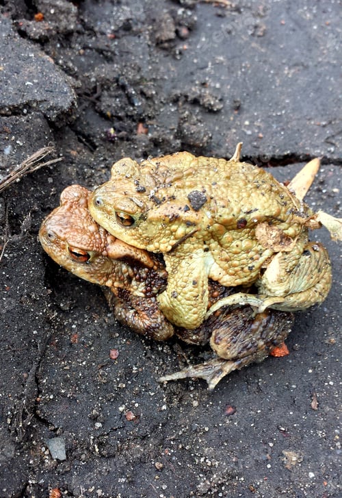 Preview: Vertical shot of a toad sitting on the back of another toad