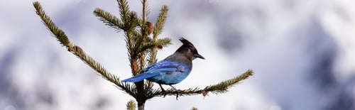 Preview: Blue jay Bird sitting on a tree branch with snow mountains in background.