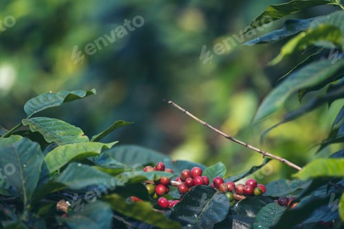 Preview: Ripe Red coffee bean berry plant fresh seed coffee tree growth in green eco organic farm
