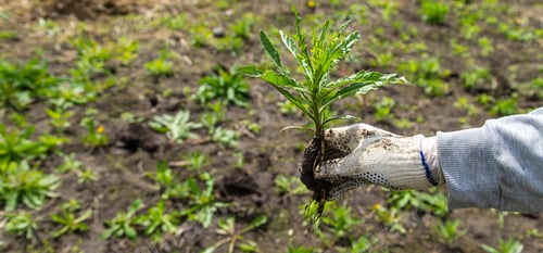 Preview: Digging up the weed sow thistle in the garden. Selective focus.