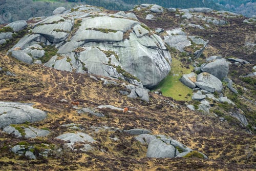 Preview: Some wild horses graze in front of a huge granite dome