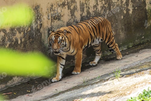 Preview: Tiger