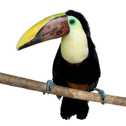 Preview: Swainson's Toucan