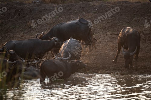 Preview: water buffalo, farm animals