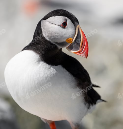 Preview: Atlantic Puffin Portrait