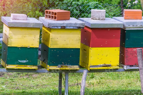 Preview: Colorful Beehives, bees flying in and out of entrance to hive, beekeeping hobby