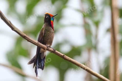 Preview: Colorful hummingbird with a rainbow-like beard perched on a slender branch