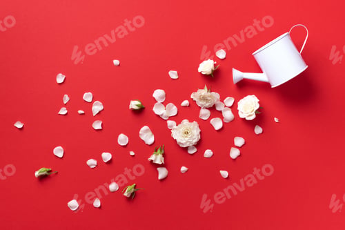 Preview: Watering can and white rose flowers, petals over red background. Ideas for creative business. Summer
