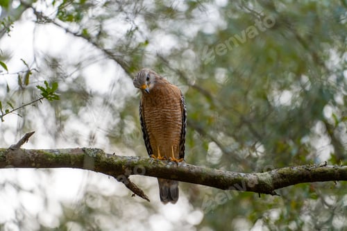 Preview: The red-shouldered hawk bird perching on a tree branch looking for prey to hunt in summer forest