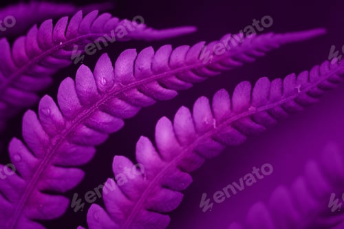 Preview: purple flowers background
