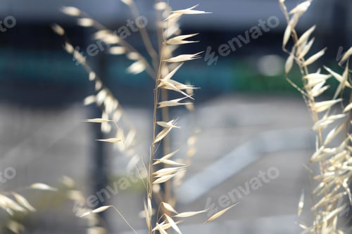 Preview: Close-up view of a green plant with detailed leaves