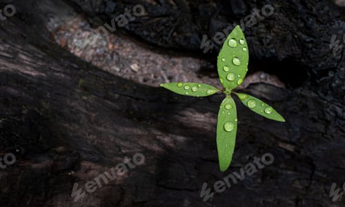 Preview: Young tree plant growing through the cracked old wood
