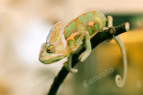Preview: chameleon, reptile, pet, coloured, colours