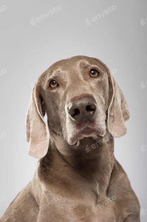 Preview: Studio portrait of an expressive Weimaraner dog