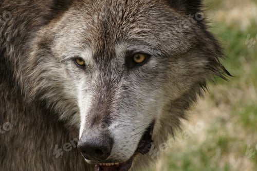 Preview: wolf, eye, head, face, wilderness
