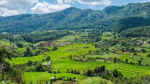 Preview: Terraced Rice Field in Chiangmai, Royal Project Khun Pae Northern Thailand